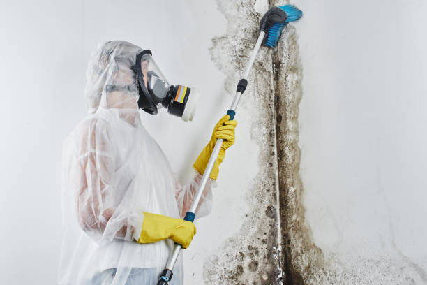 Crawl Space Mold Removal in Luckey, OH
