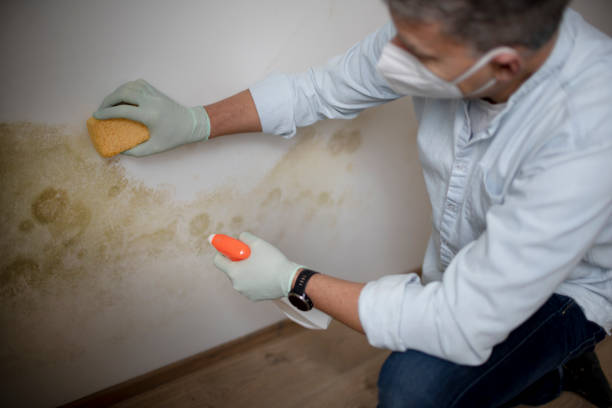 Best Commercial Mold Removal  in Luckey, OH