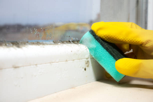 Best Attic Mold Removal  in Luckey, OH