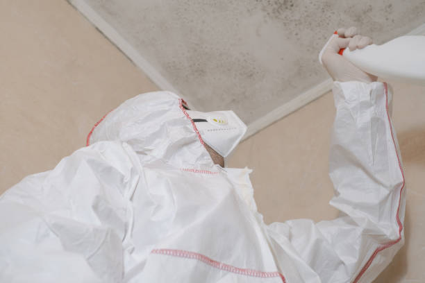 Mold Removal and Inspection in Luckey, OH