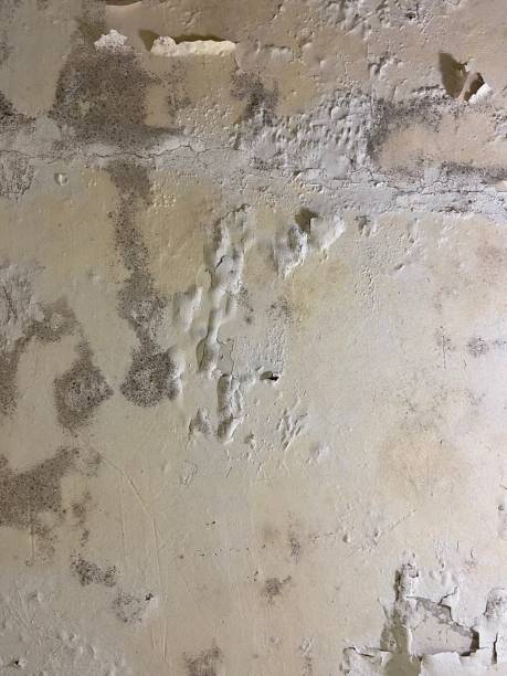 Best Mold Removal and Inspection  in Luckey, OH