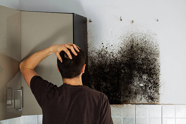 Best Office Mold Removal Services  in Luckey, OH