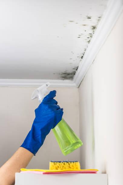 Best Mold Removal Company Near Me  in Luckey, OH