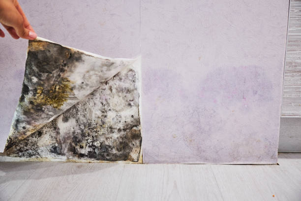 Best Mold Damage Repair  in Luckey, OH